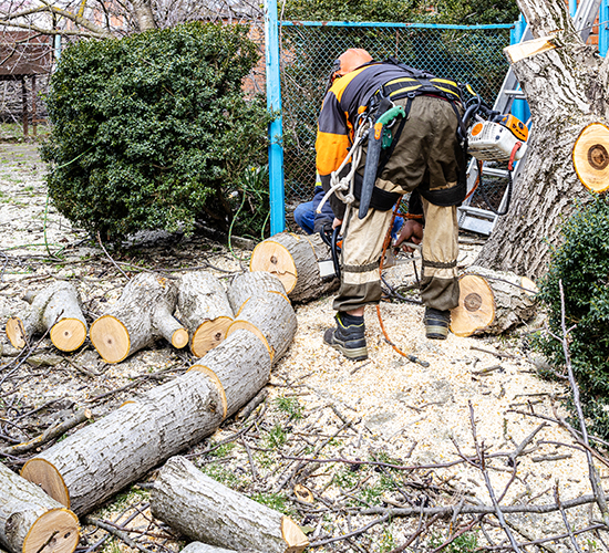 一般家庭の支障木伐採