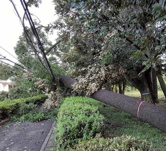 自然災害による送電インフラ復旧の伐採